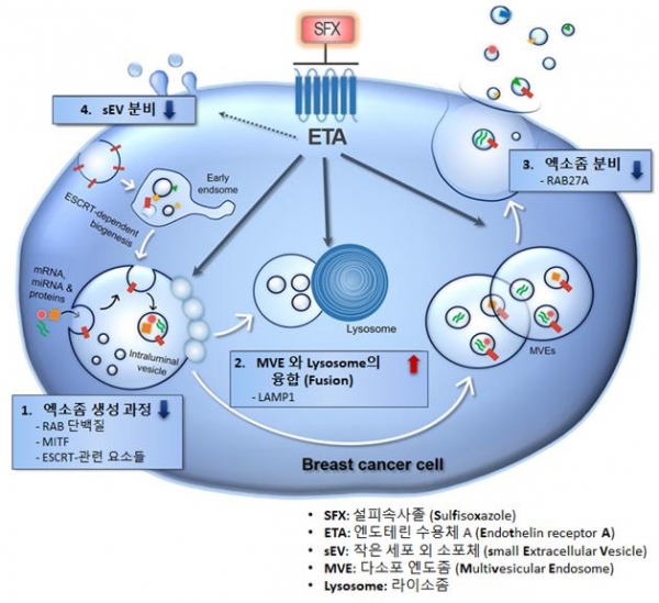 설피속사졸의 엑소좀 분비 억제 기전. 출처: 한국연구재단