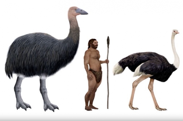 코끼리새, 사람, 타조 크기 비교. 출처: 유튜브/Extinction Blog
