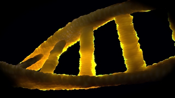 인간 게놈의 96%를 차지하고 있는 정크DNA. 출처: pixabay