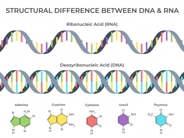 DNA와 RNA의 차이. 출처: Fotolia