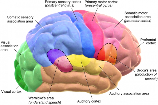 뇌는 여러 기능을 담당하는 영역들. 출처: Wikimedia Commons