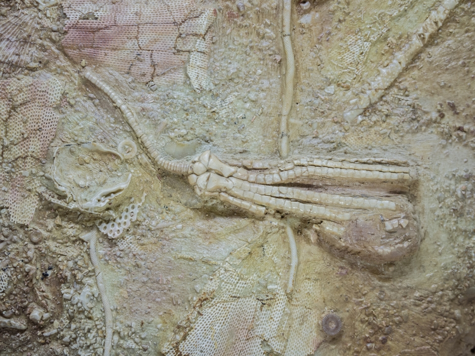 바다나리류 화석. 출처: fotolia