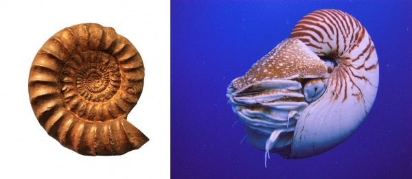 이 둘의 차이가 어쨌길래 앵무조개만 살아남은 것일까요? 출처: Wikimedia Commons