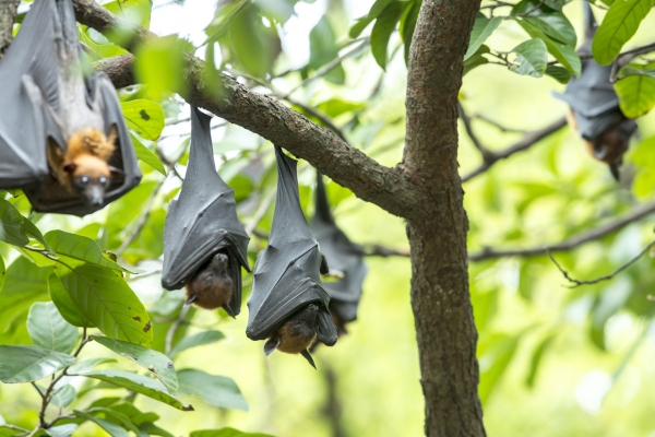 사스의 원인은 박쥐에서 유래된 코로나바이러스의 변종이었습니다. 출처:fotolia