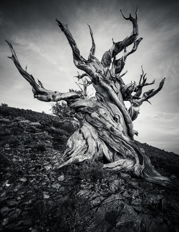 수령 약 4,900년인 브리스톨 소나무 '므두셀라'. 출처:fotolia