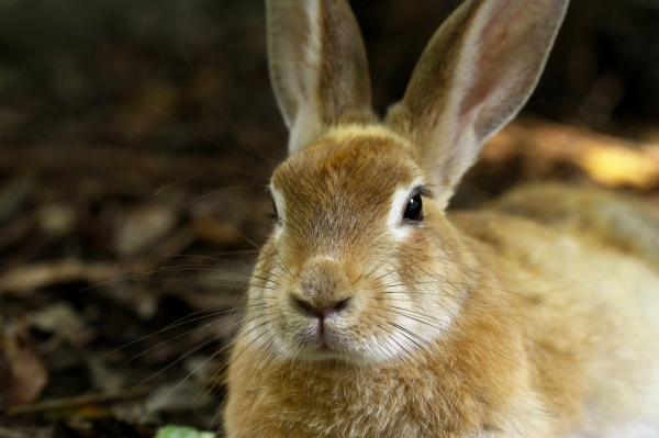 토끼는 살기 위해 자신의 똥을 먹습니다. 출처:fotolia