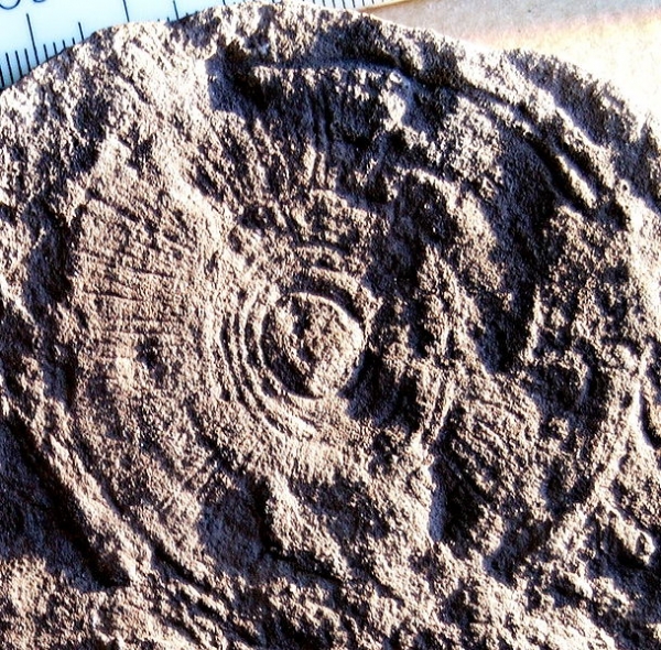 에디아카라 동물군 화석 중 하나인 사이클로메두사(Cyclomedusa)화석. 출처: Wikimedia Commons