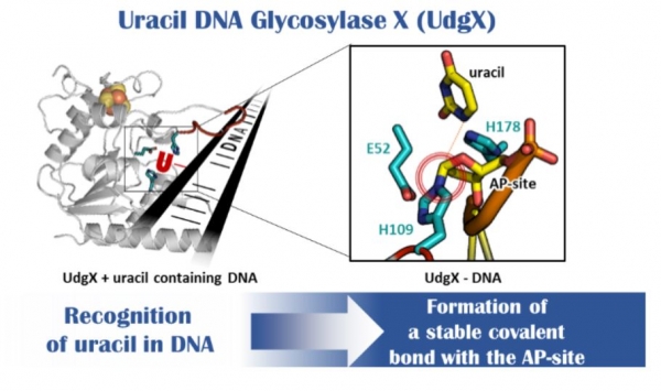 UdgX의 DNA 내 우라실 인식과 공유결합 형성. 출처: 한국생명공학연구원