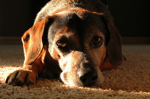 개는 고대부터 인류와 어울렸다고 합니다. 출처: pixabay