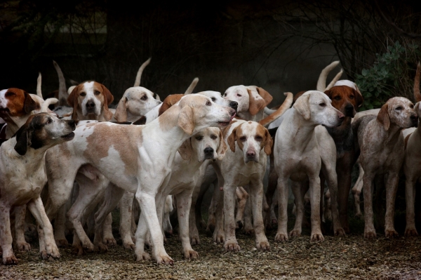 개는 많이 번식할 수 있습니다. 출처: pixabay