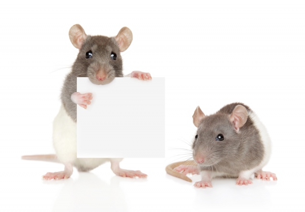 제논 가스를 투여받은 쥐들은 기억력을 더 많이 회복했다. 출처: Fotolia