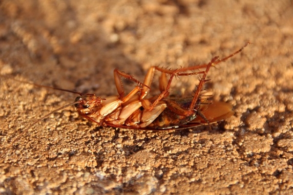 바퀴벌레는 질병을 옮기는 해충으로 알려져 있습니다. 출처:pixabay