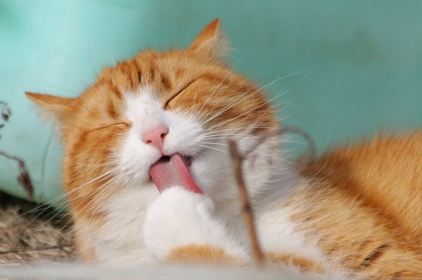 바퀴벌레는 고양이처럼 몸을 핥아 몸단장을 한다고 합니다. 출처:pixabay