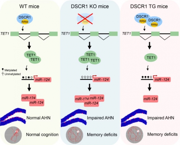 DSCR1 단백질에 의한 성체 해마 신경발생의 분자 세포학적 기작(AHN: Adult hippocampal neurogenesis) 출처: UNIST