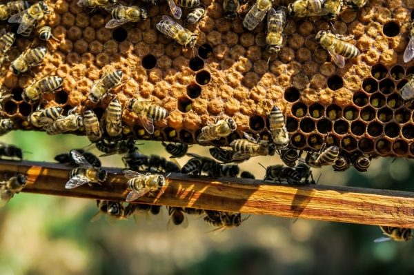 꿀벌과 호박벌을 지키려면 양봉 환경을 언제나 지켜봐야 한다. 출처: pixabay