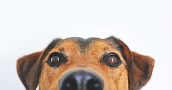 초롱초롱한 '강아지 눈의 비결은? 출처: pixabay