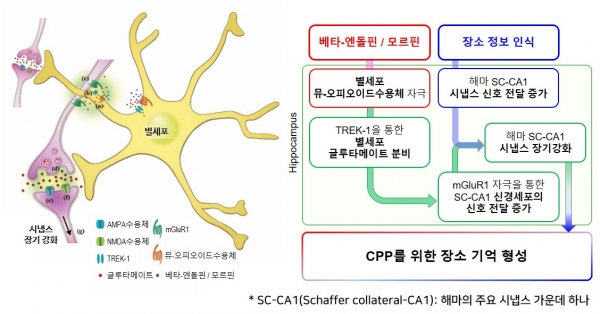 별세포를 통한 특정 장소 선호(CPP) 기억 형성의 분자 및 세포적 메커니즘. 출처: 기초과학연구원<br>