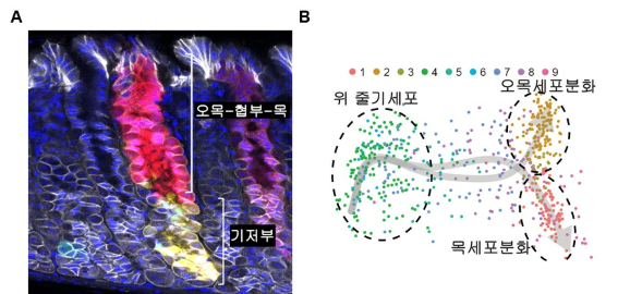 다색 마우스 색종이 리포터 시스템을 통해 다른 색으로 보이는 두 종류의 위 줄기세포군(A)과 단일 세포 전사체 분석을 통한 위 줄기세포의 계통 추적 모식도(B). 출처: DGIST