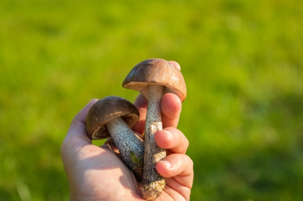 실로시빈은 버섯에서 나온다. 출처: pixabay