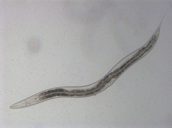 연구팀의 장수 효과 실험에 활용된 예쁜꼬마선충 현미경 사진. 출처: KAIST