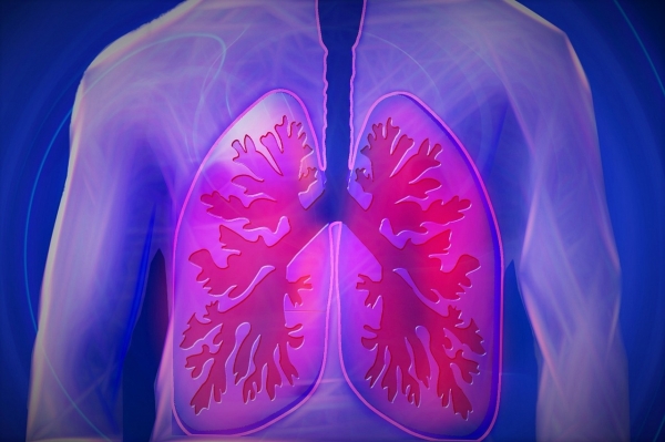 폐는 우리 몸의 호흡에서 매우 중요하다. 출처: pixabay