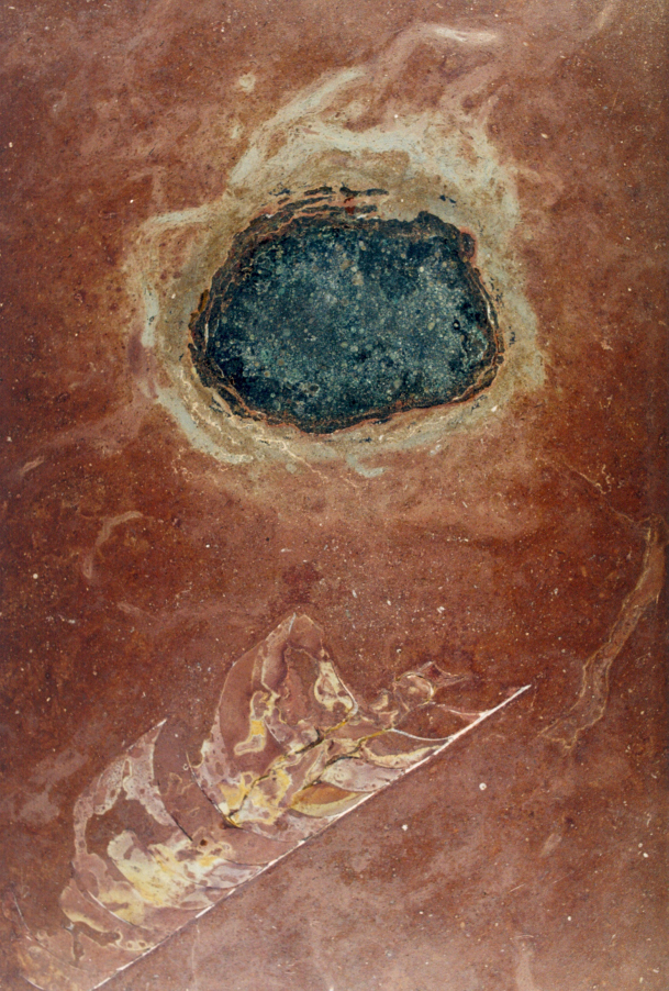 화석화된 나우틸로이드(nautiloid)화석 근처에서 4억 6천6백만년 된 운석이 발견됐다. 출처: Lund University