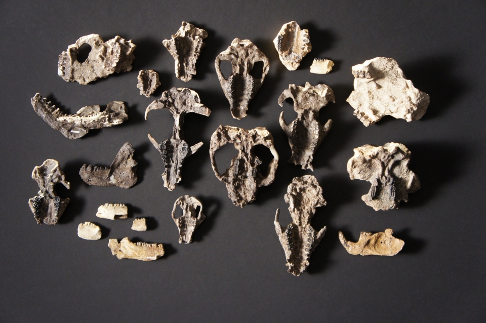 무더기로 발견된 포유류 화석. 출처: