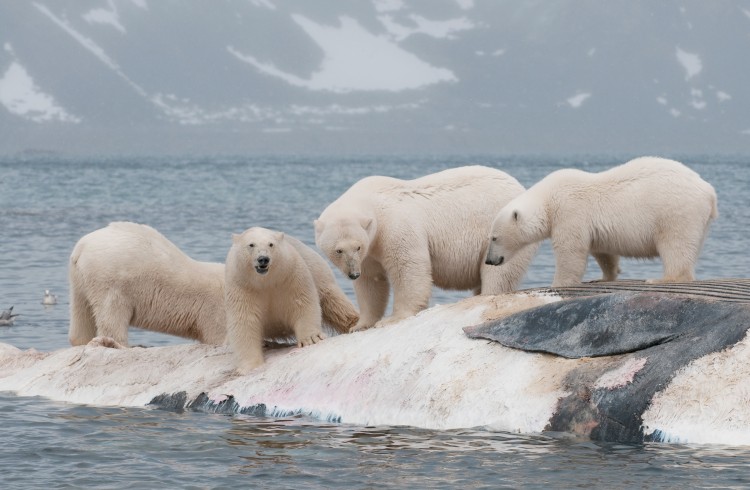 2°C 올라가면, 북극은 어떻게 변할까. 출처: Daniel J. Cox/Arctic Documentary Project