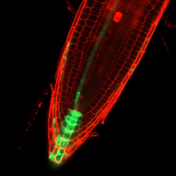 뿌리의 장애물 회피 과정 동안 식물 내부에서 나타나는 옥신의 분포를 형광현미경으로 촬영한 사진 (녹색부분 옥신, 붉은 색 뿌리 세포).