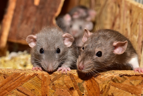 풍족한 환경에 있는 쥐들은 뇌가 더 발달했다. 출처: pixabay