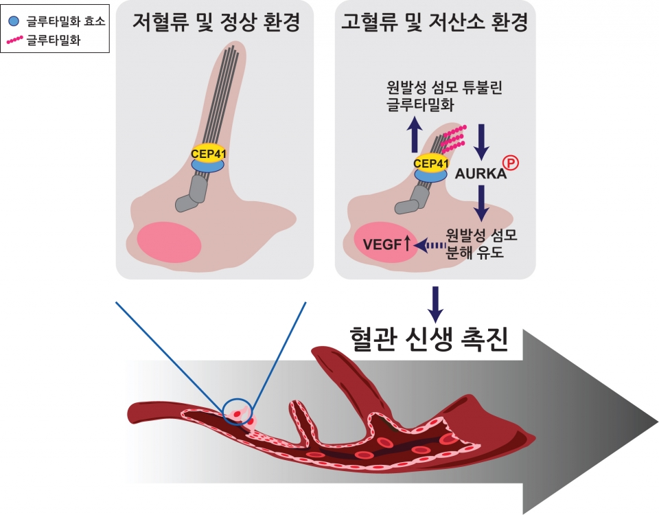 CEP41에 의한 혈관내피세포 섬모 분해를 통한 혈관신생 조절 기전. 출처: 한국연구재단