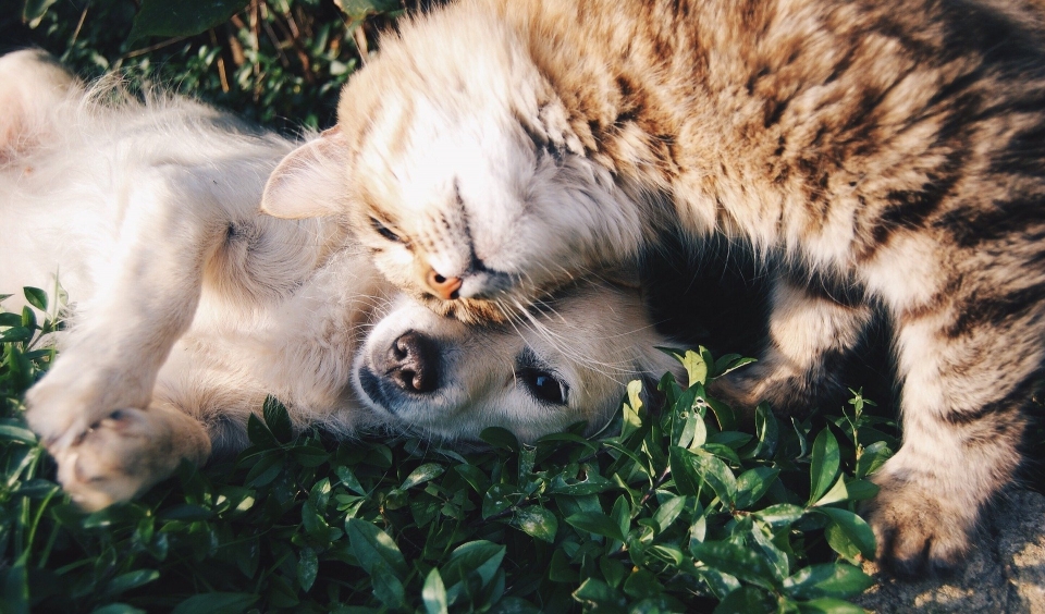 개와 고양이. 출처:Pixabay