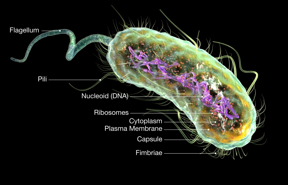 E. coli. 출처: AdobeStock