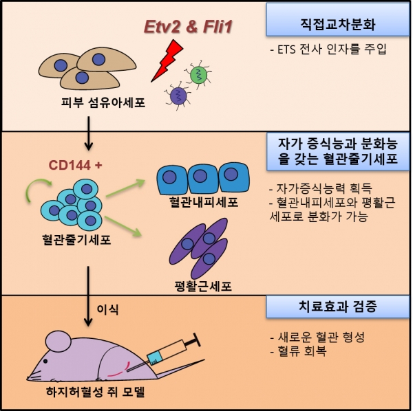 혈관줄기세포 제작과 동물실험에서 치료 효과 검증. 출처: UNIST