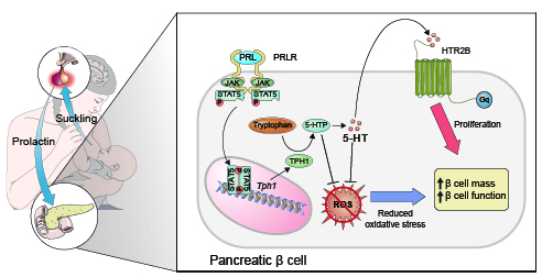 모유 수유의 당뇨병 예방 기전 – PRLR-STAT5-TPH1-HTR2B 축을 통한    베타세포 증식 및 항산화 효과로 췌장 베타세포 기능이 향상됨을 알 수 있다. 출처: KAIST