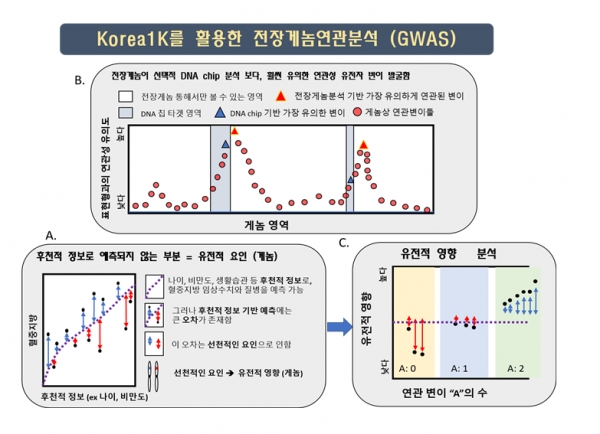 Korea1K(한국인 1천 명 게놈 정보)를 활용한 전장 게놈 연관분석. 출처: UNIST