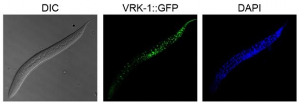 예쁜꼬마선충에서 VRK-1 단백질의 발현패턴 확인. 출처: 한국연구재단