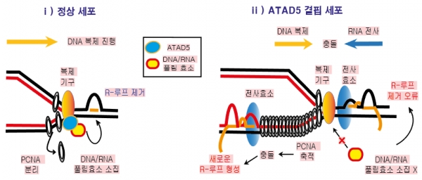 DNA 복제 과정에서 ATAD5 단백질의 R-루프 조절 메커니즘. 출처: IBS