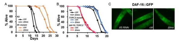 (A) 인슐린 신호전달 돌연변이에서 HNS 장내미생물에 의한 수명증가 현상이 여전히 관찰됨. (B) TORC2 돌연변이에서 HNS 장내미생물에 의한 수명증가 현상이 사라짐을 확인함. 이는 숙주의 TOCR2 신호전달에 의해 장내미생물의 수명조절 신호가 DAF-16 전사인자를 활성화 한다는 것을 의미함. (C) 실제로 인슐린 신호전달에 의해 DAF-16 전사조절인자가 핵안으로 이동해 활성화되는 것과는 다르게, HNS 장내미생물에 의해서는 DAF-16 핵이동이 관찰되지 않음. 이는 장내미생물에 의한 DAF-16의 활성조절이 인슐린 신호전달이 아닌 TORC2 신호전달을 통한다는 것을 의미함. 출처: 한국생명공학연구원