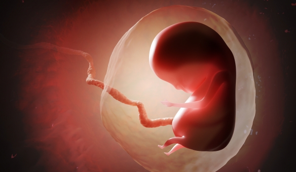 태아 성장 및 영양 공급의 새로운 단서 찾았나. 출처: AdobeStock