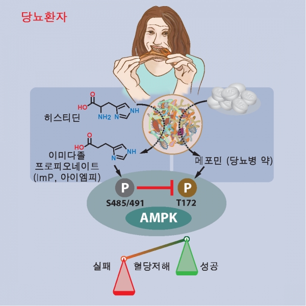 장내미생물 대사체 (ImP)의 당뇨병 약 (메포민)에 대한 작용억제 메커니즘. 출처: 한국연구재단