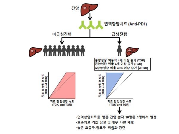 면역항암치료 후 발생하는 간암의 급성진행. 출처: 한국연구재단