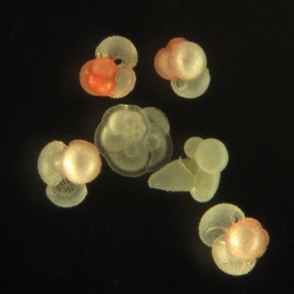 플랑크톤 유공충(Planktic Foraminifera). 출처: Wikimedia Commons