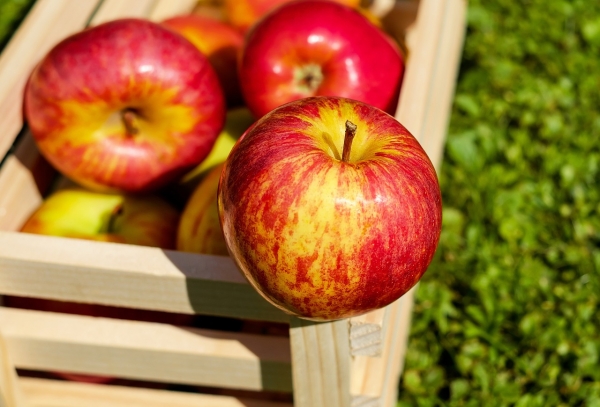 사과 하나에 박테리아 얼마나? 출처: pixabay