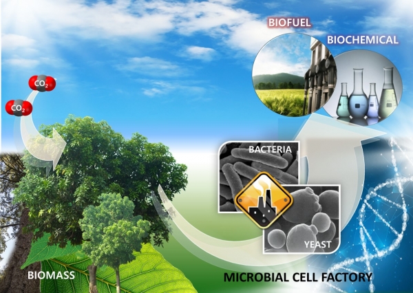 목질계 바이오매스를 원료로 미생물을 이용하여 바이오연료를 생산하는 개념도. 출처: KIST
