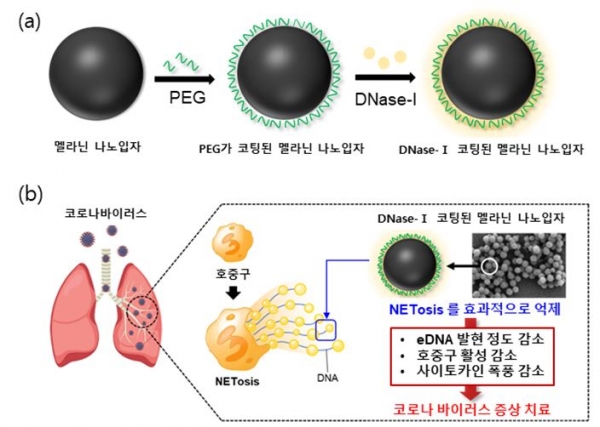 DNase-Ⅰ이 코팅된 멜라닌 나노입자 제작 및 생체 적용 모식도. 출처: 성균관대학교
