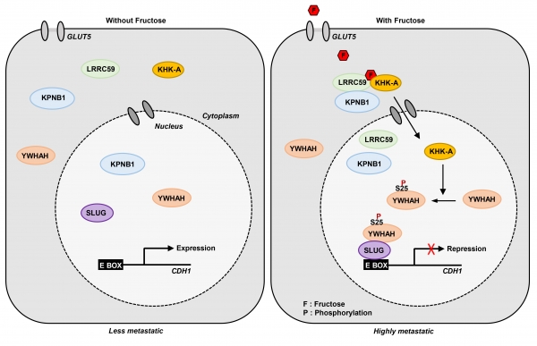 본 연구에서 규명된 ‘Fructose – KHK-A - YWHAH’신호전달 체계. 출처: 한국연구재단