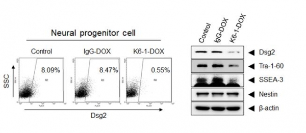 역분화 줄기세포 유래 신경세포 군집체 내 남아있는 전분화성 줄기세포 선택적 제거 효능 확인 (Dsg2 단백질을 Flow cytometry & Western blot 분석). 출처: 한국생명공학연구원