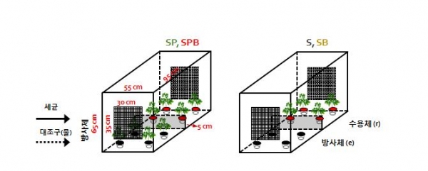 PGPR처리에 따른 식물 휘발성 물질 신호 전달 분석을 위한 구성 (토양 단독(S), 토양+PGPR(SB), 토양+식물(SP), 토양+식물+PGPR(SPB). 출처: 한국생명공학연구원