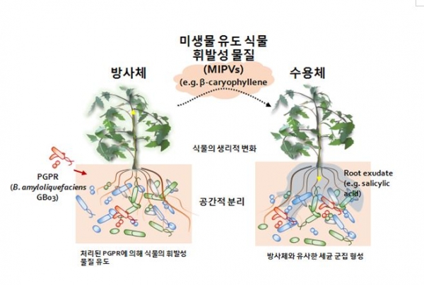 미생물 유도 식물 휘발성 물질의 신호 전달 과정 도식화. 출처: 한국생명공학연구원